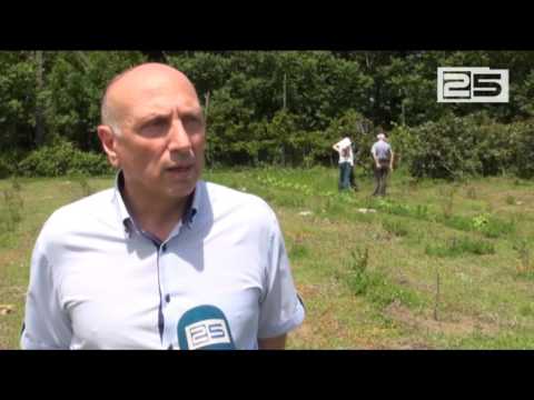 მოცვის მოსავალი ხელვაჩაურში