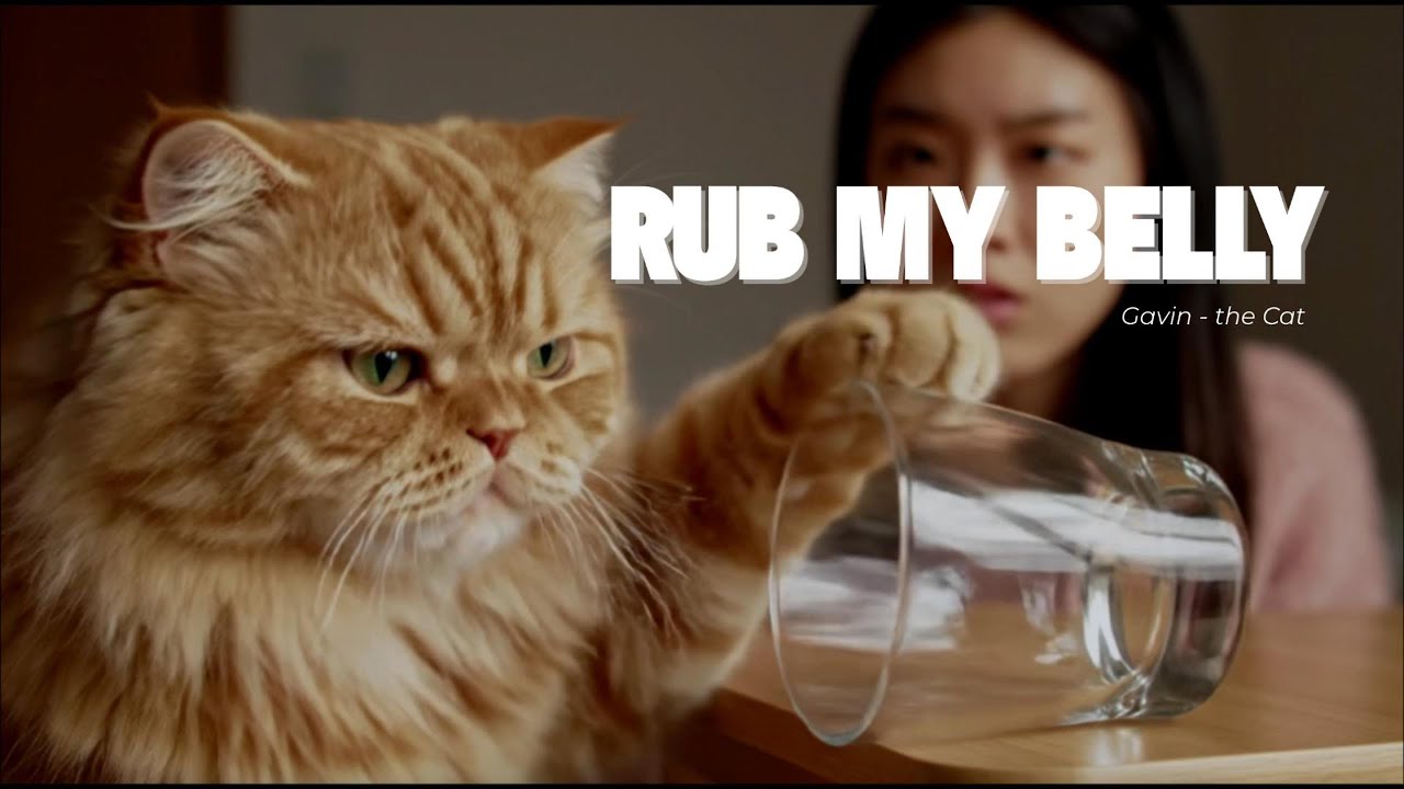 Rub My Belly 🐈 the most relatable cat love song [no ads - release 2025] 