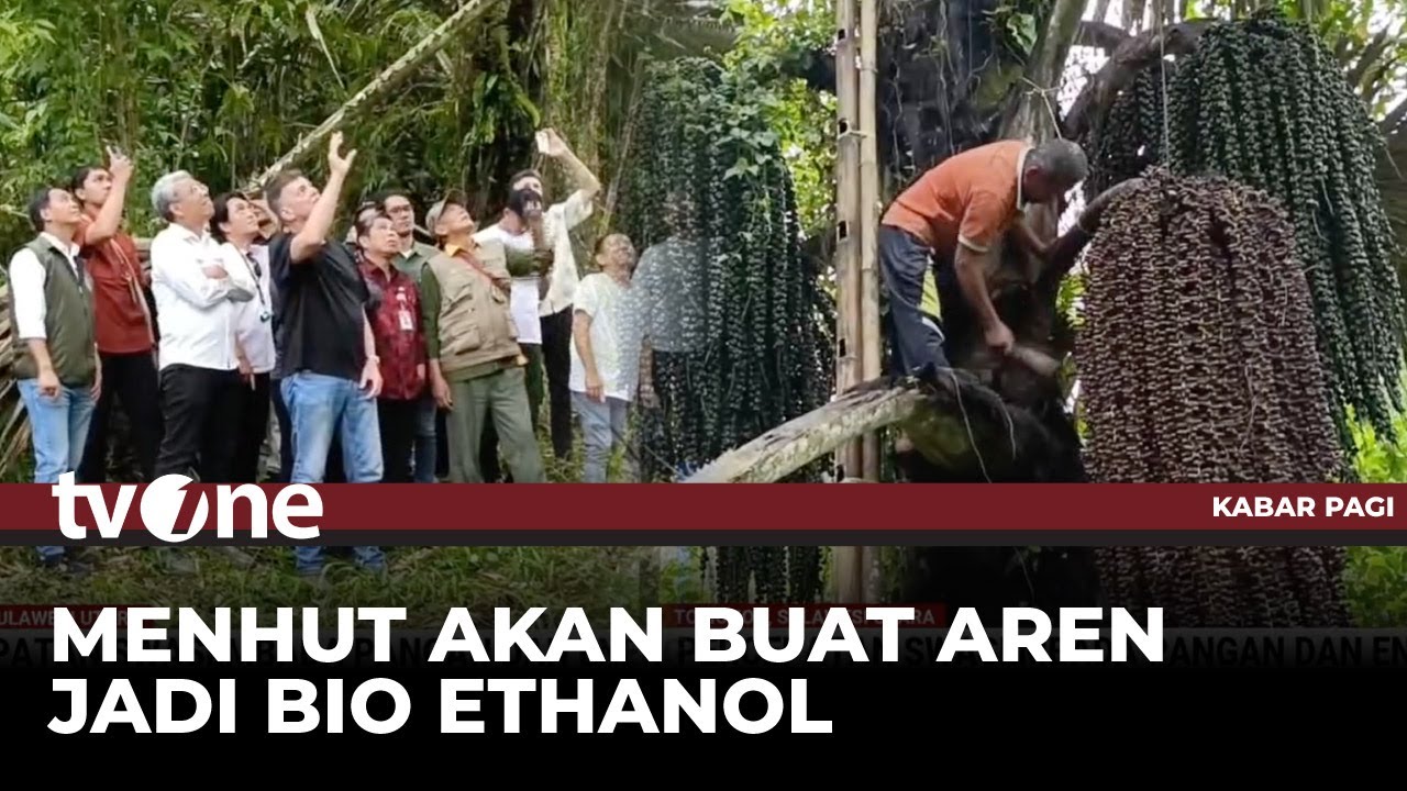 Menhut Tinjau Hutan Pohon Aren dan Produksi Gula Semut di Sulawesi Utara | Kabar Pagi tvOne
