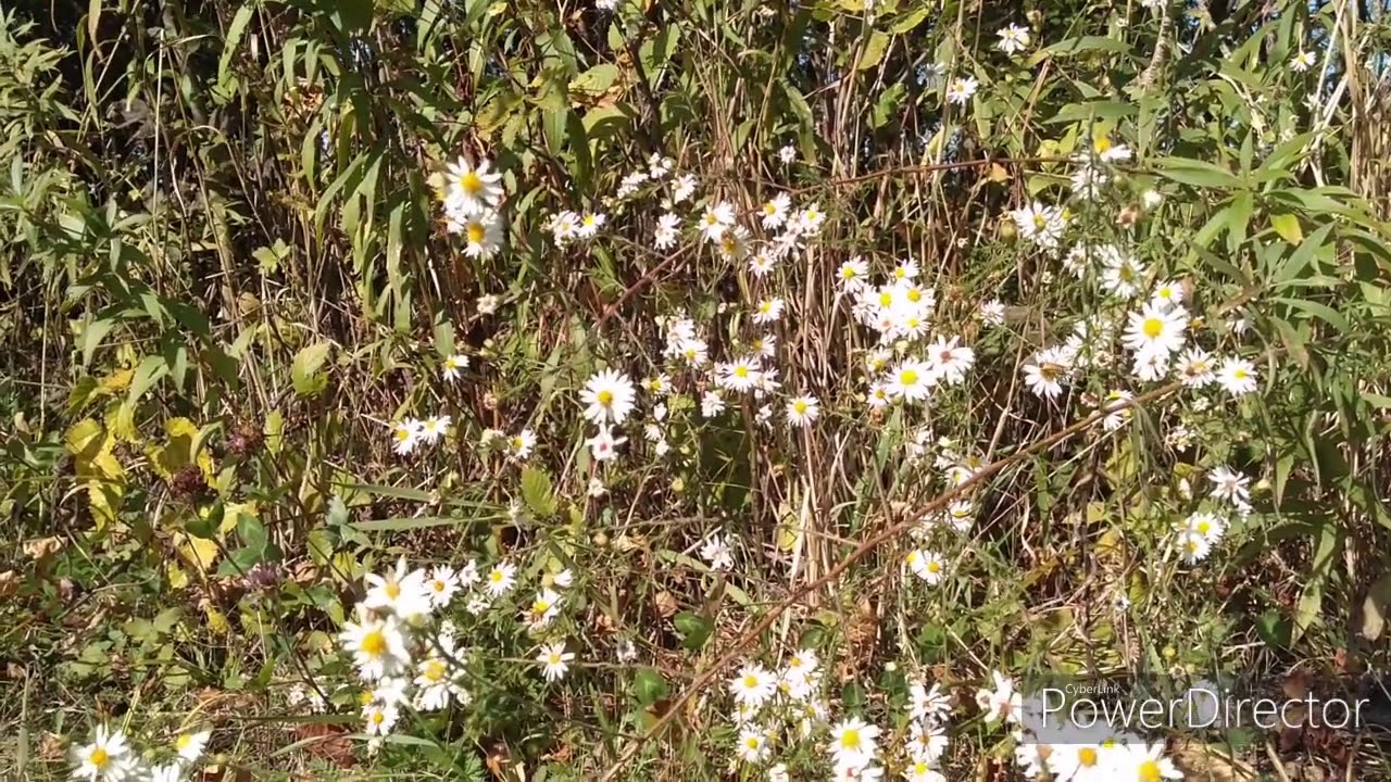 Daisy Fleabane