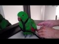 Jasper Eclectus Parrot Flight Harness Complete