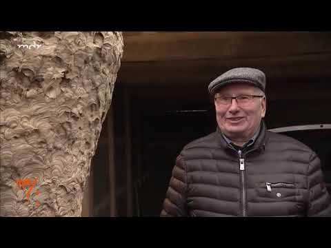 Riesiges Wespennest in Garage entdeckt MDR um 4 MDR