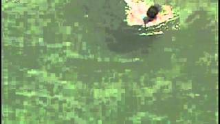 Son anda köpekbalığı sürüsünü farkeden kadın