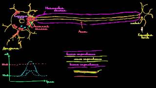 Скачкообразная проводимость в нейронах