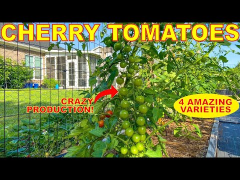 Video: Roșii cherry: descrierea soiurilor, caracteristici, cultivare, randament