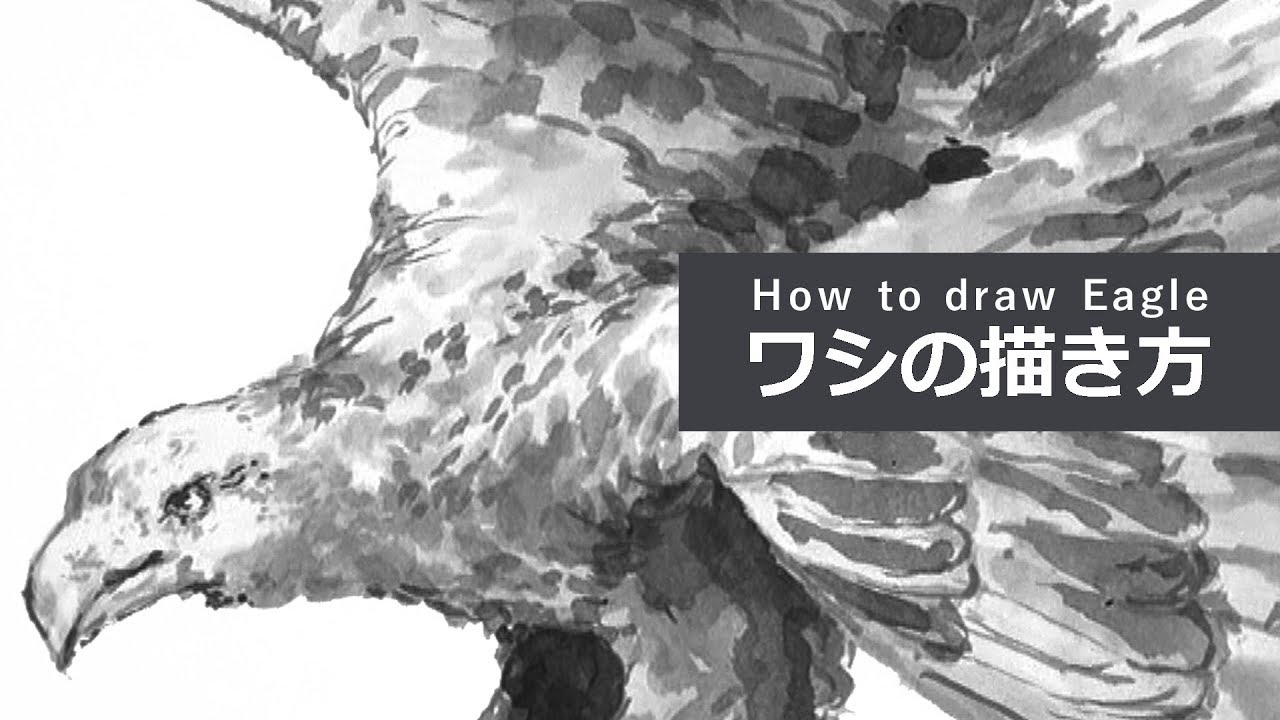 ワシの描き方 墨絵 How To Draw Eagle Youtube