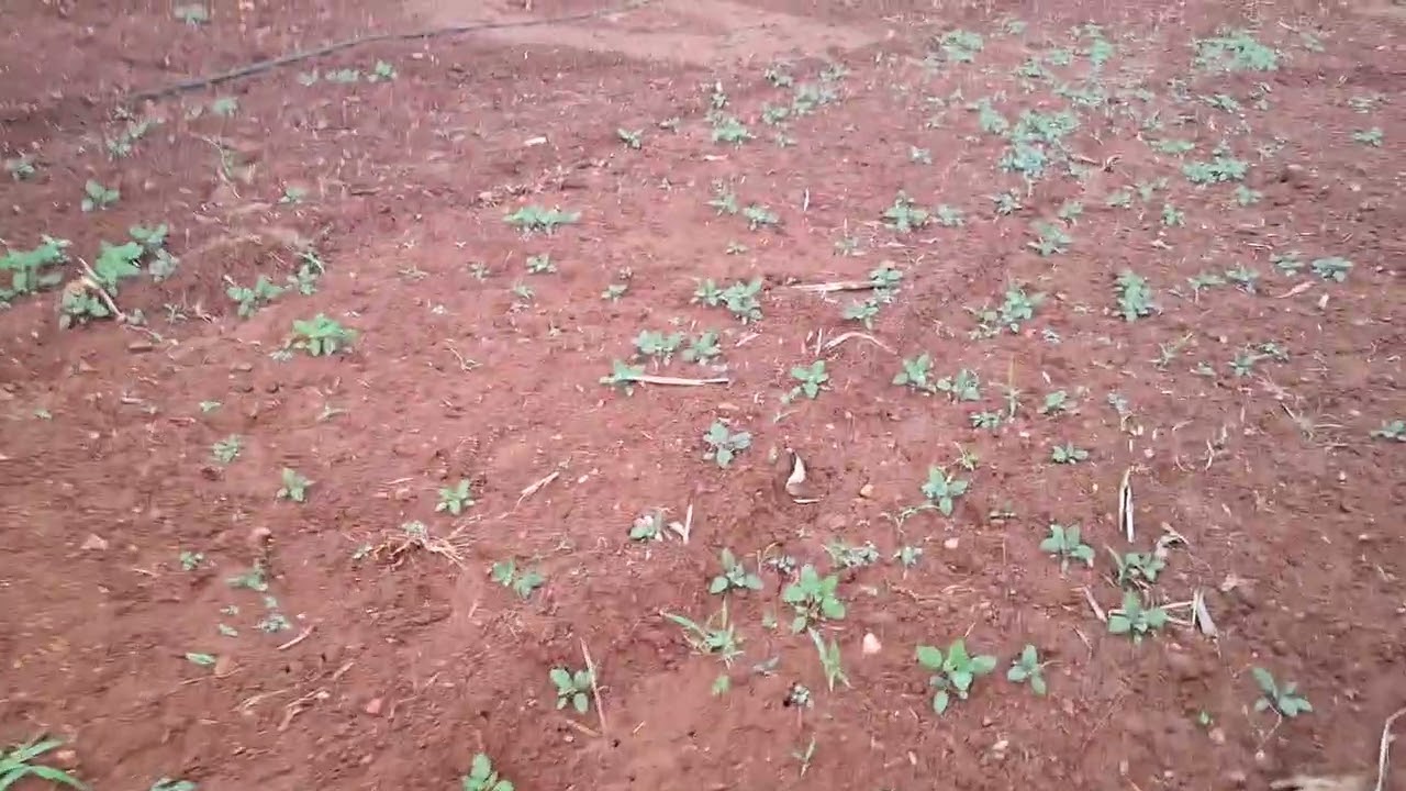 ஈரோடு மாவட்டம் அந்தியூர் வட்டம் பருவாச்சி கர்ரோடு 16 அடி மண் தடத்தில்1ஏக்கர் 30 செ விற்பனை6379979514