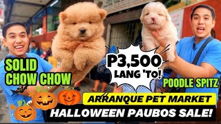 P3,500 LANG MAY MAGANDANG PUPPY KA NA! SOLID CHOW CHOW MUKHANG TEADY BEAR SA ARRANQUE PET MARKET