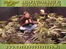 Green House Amsterdam High Times Cannabis Cup Crop 2006