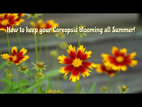 Video: Does Coreopsis Need Deadheading: How To Deadhead Coreopsis Flowers