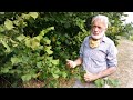 How to grow and harvest hazelnuts filberts at home successfully