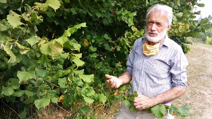 How to grow and harvest hazelnuts (filberts) at home, successfully! - DayDayNews