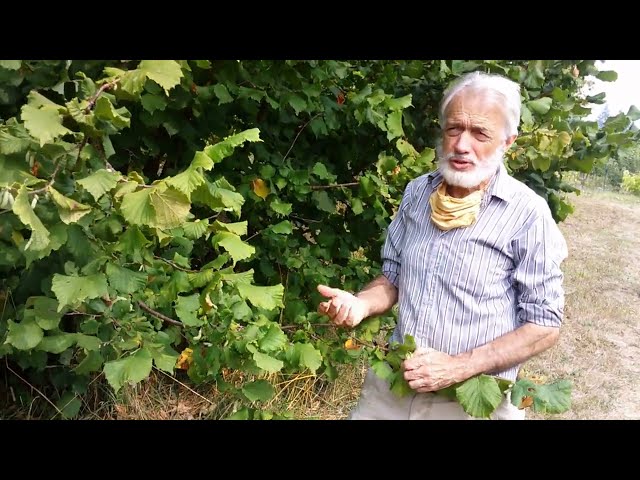 How to grow and harvest hazelnuts (filberts) at home, successfully! class=