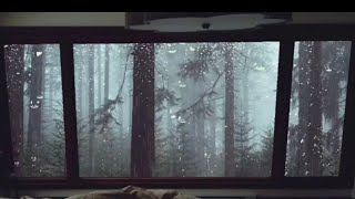 Rain On Window with Thunder Sounds, Heavy Rain for Sleep, Study and Relaxation, Rain in Forest ?? ??