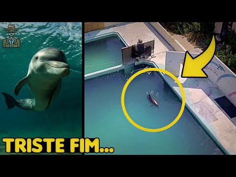 Vídeo: Bleeding Edge Tem Um Golfinho Que Pilota Um Mecanismo De Caranguejo Aquário Por Meio De Uma IA Japonesa