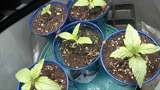 MINNESOTA INDOOR GROW #love #best