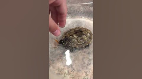 Cute Turtle Eats A Mealworm