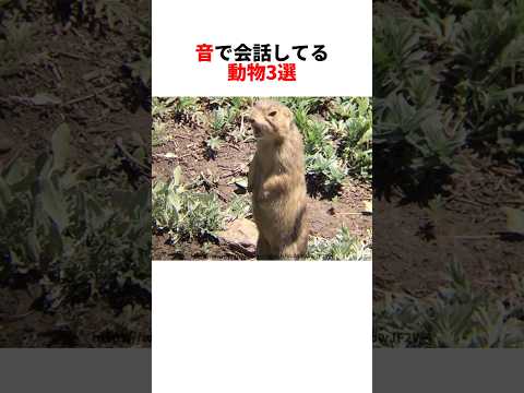 人間より会話上手な動物たち