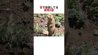 人間より会話上手な動物たち
