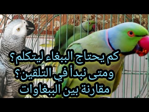 فيديو: كيف لوقف الكلب يبكي في الليل