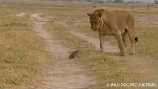 Lion and mongoose attack