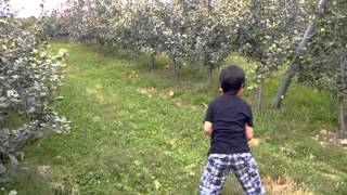 Apple picking 2012@Weed Orchard farm, Marlboro,NY