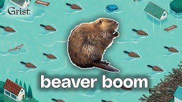 How a beaver boom is reshaping floods and fire