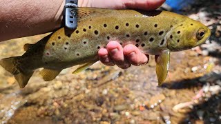 High Country Mission chasing wild brown Trout Featuring Bala Eddies Fishing by Noojee Bushgoods 342 views 1 month ago 13 minutes, 45 seconds