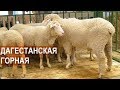 Дагестанская горная порода овец. Выставка Золотая Осень-2017