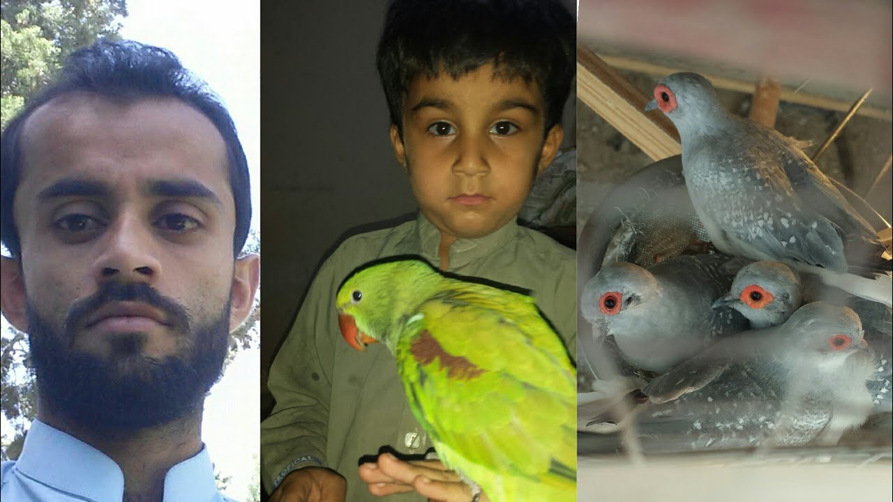 Adil Rind Birds & Pets In Quetta Adil Rind Bantam Hen Breeding Gas ...