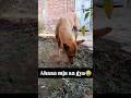 Aa Gya Disturb Krne 😒😒🐶 #dogfunnyvideos #funny #funnydog #comedy #dog #pets