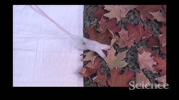 Soft Machines Get Camouflaged