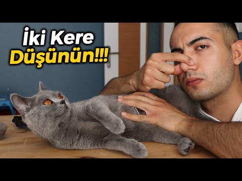 Video: Kedi Almadan Önce Düşünülmesi Gereken 5 Şey