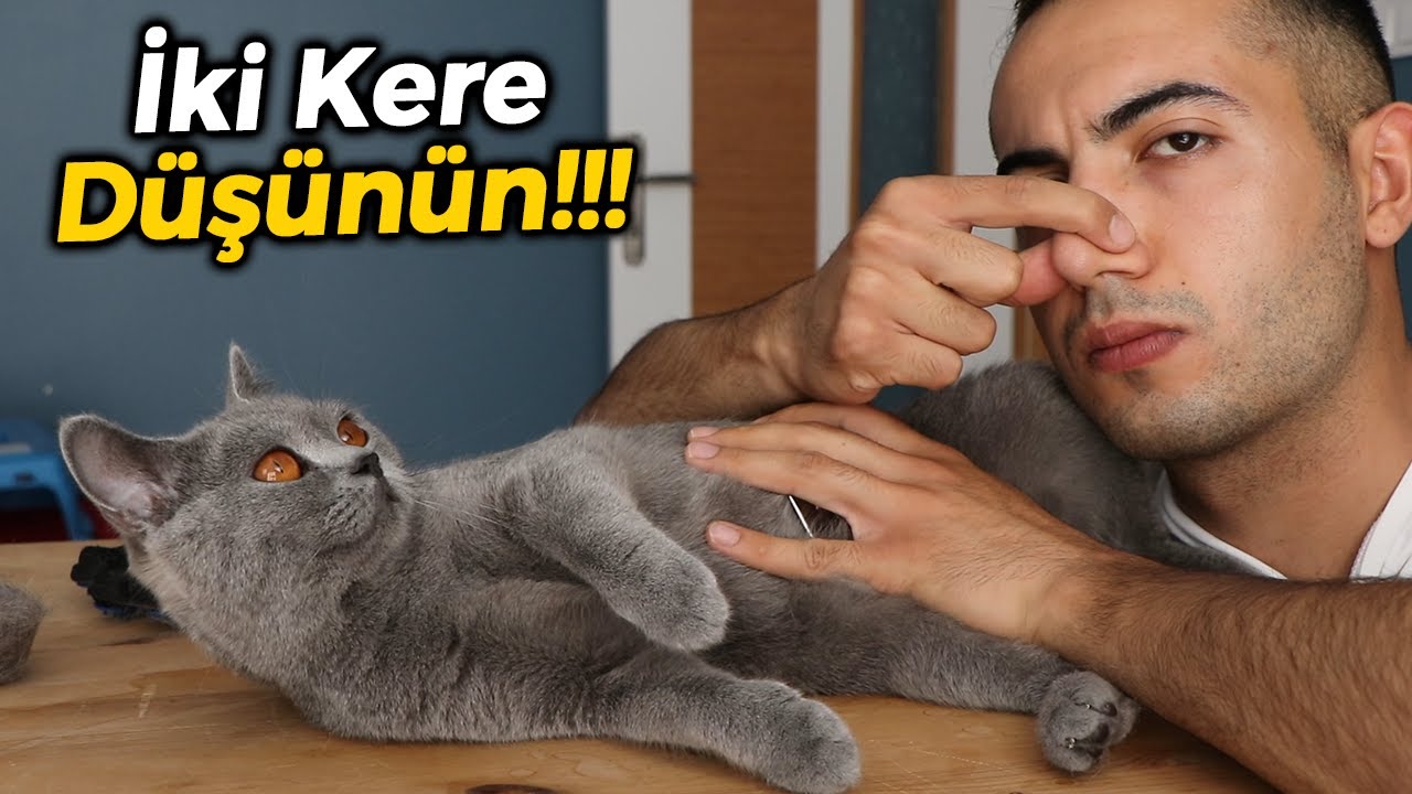 Exclusion Kedi Mamasi Incelemesi Mukemmel Icerikli Kedi Mamasi Youtube