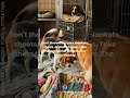 Warmth for Paws Donate Your Old Blankets