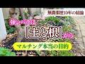 マルチング、本当の目的って？無農薬で病気に負けない「強い土と根」を作る極意。