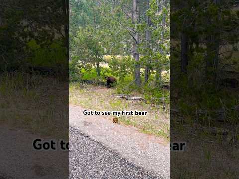 Bear in Yellowstone National Park 🐻 #wildlife #nature #yellowstone