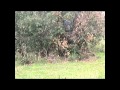 PERDIZ CON RECLAMO EL URDIALAES TEMPORADA 2014 POLLO CRIADO DE MIS PERDICES, LA MADRE ES DE CAMPO