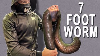 Worm That Scares Anacondas, Never Gets to the Surface and Can Die of a Splinter