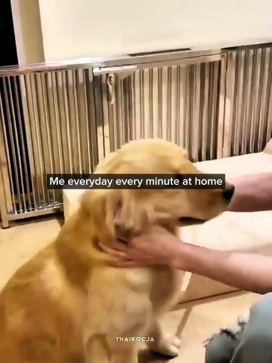 Pond=Me🤭#ppnaravit #pondnaravit #blmemes #bledit #doglove #goldenretriever