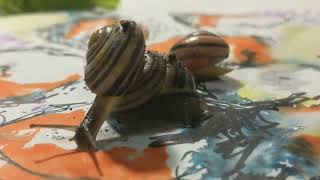 SNAIL ART: A Collaborative Drawing