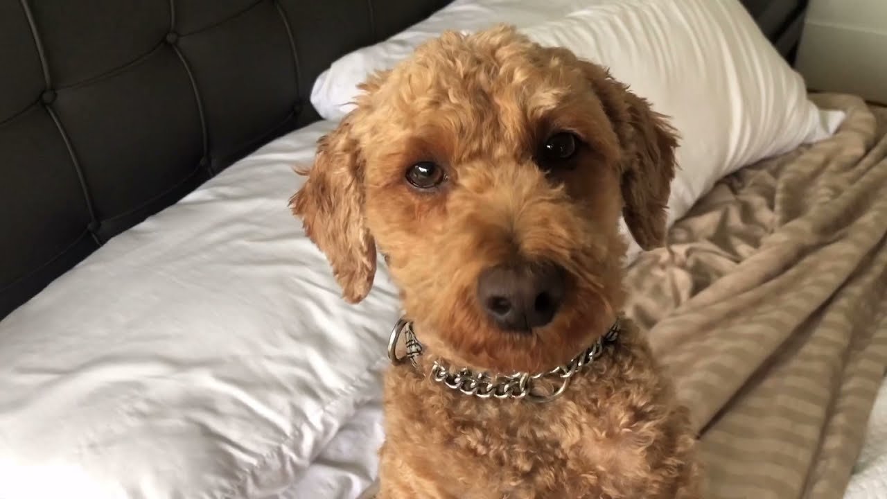 Mini Poodle Dog Is SUPER CUTE But He Hates Birds 😮