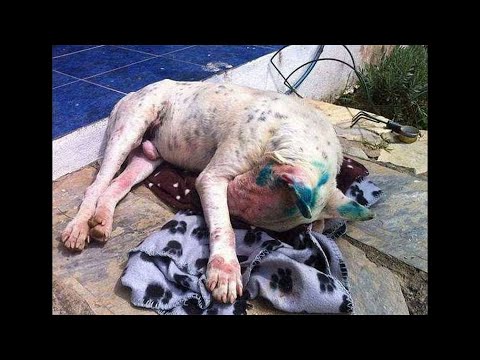 Video: Briesmīgi ļaunprātīgi Pit Bull kucēns atgūstas un gaida uz visiem laikiem mājās
