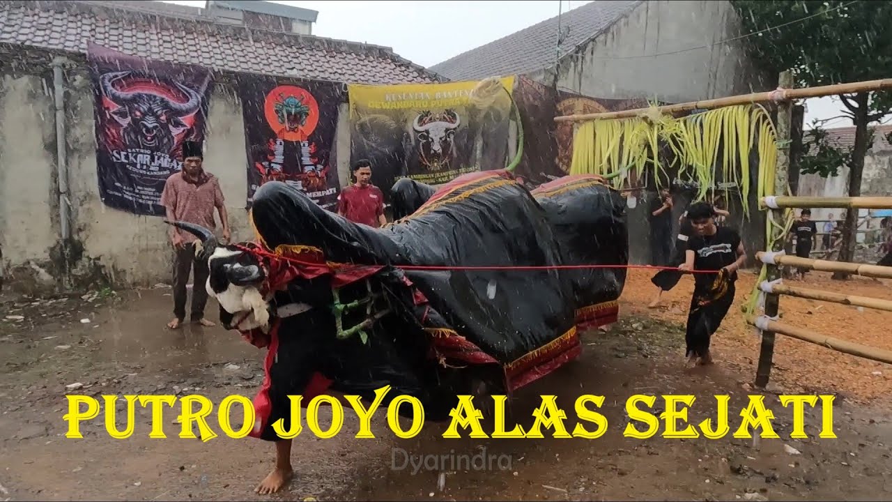 Mberot udan bareng bantengan Putro Joyo Alas Sejati full kalapan