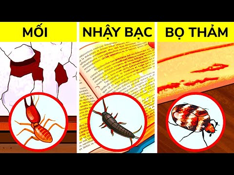 Video: Mühlenbeckia (25 ảnh): Các đặc điểm Của Loài Bị Nhầm Lẫn Và Bị San Bằng Và Chăm Sóc Chúng Tại Nhà. Làm Thế Nào để Giúp Cây Nếu Nó Bị Khô?