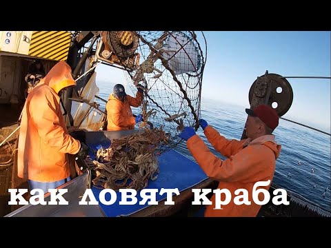 Видео: Промысел краба стригуна на японской шхуне / Выборка и постановка порядка