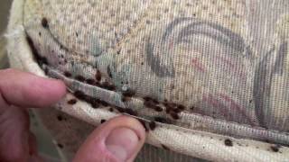 K9 Bed Bug Investigations / Town and Country Solutions major bed bug infestation! K9 Bed Bug Investigations / Town and Country Solutions major bed bug infestation!