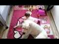 Dogo Argentino with toddler