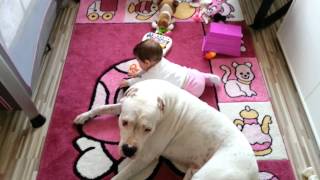 Dogo Argentino with toddler