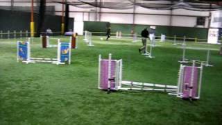 One of the World's Fastest Agility Toy Fox Terriers - Blink!  Excellent Jumpers 3-15-10